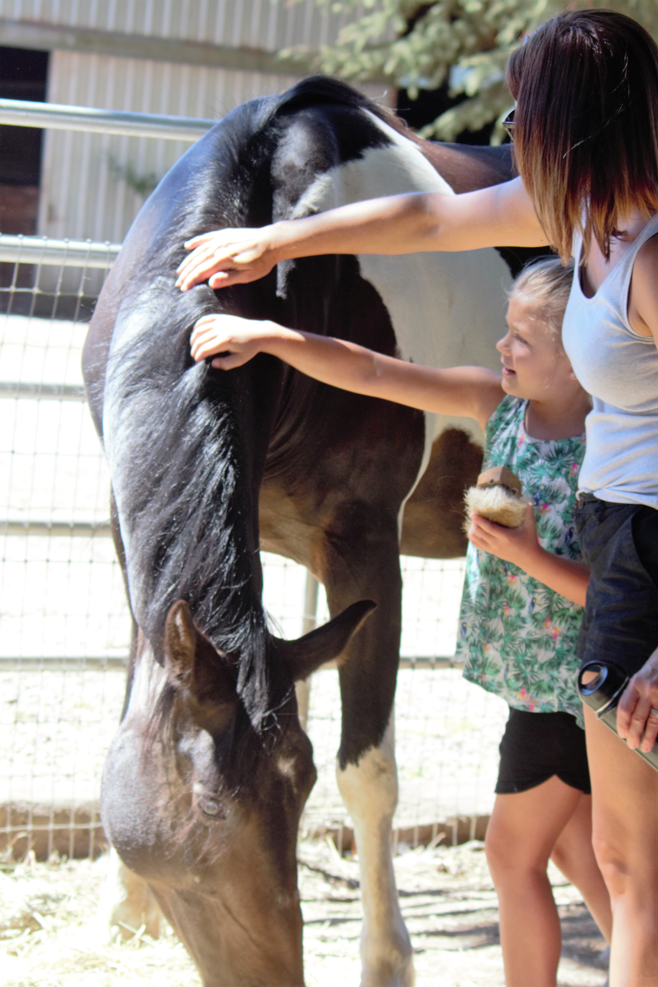 Farm Day at Helping Hands Healing Sanctuary - Family-friendly open house
